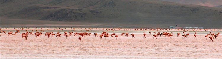 Flamingos Laguna Colorada